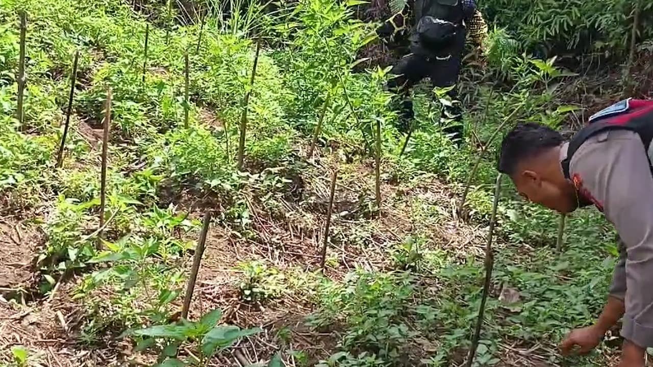 Polres Lumajang Kembali Temukan Lima Ladang Ganja di Kawasan TNBTS