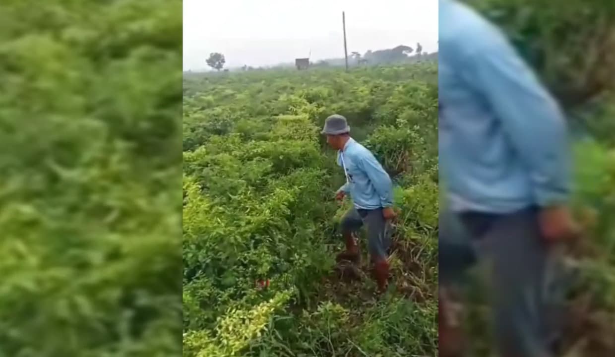 Frustrasi Harga Anjlok, Petani Lumajang Rusak Tanaman Cabai Usia Produktif