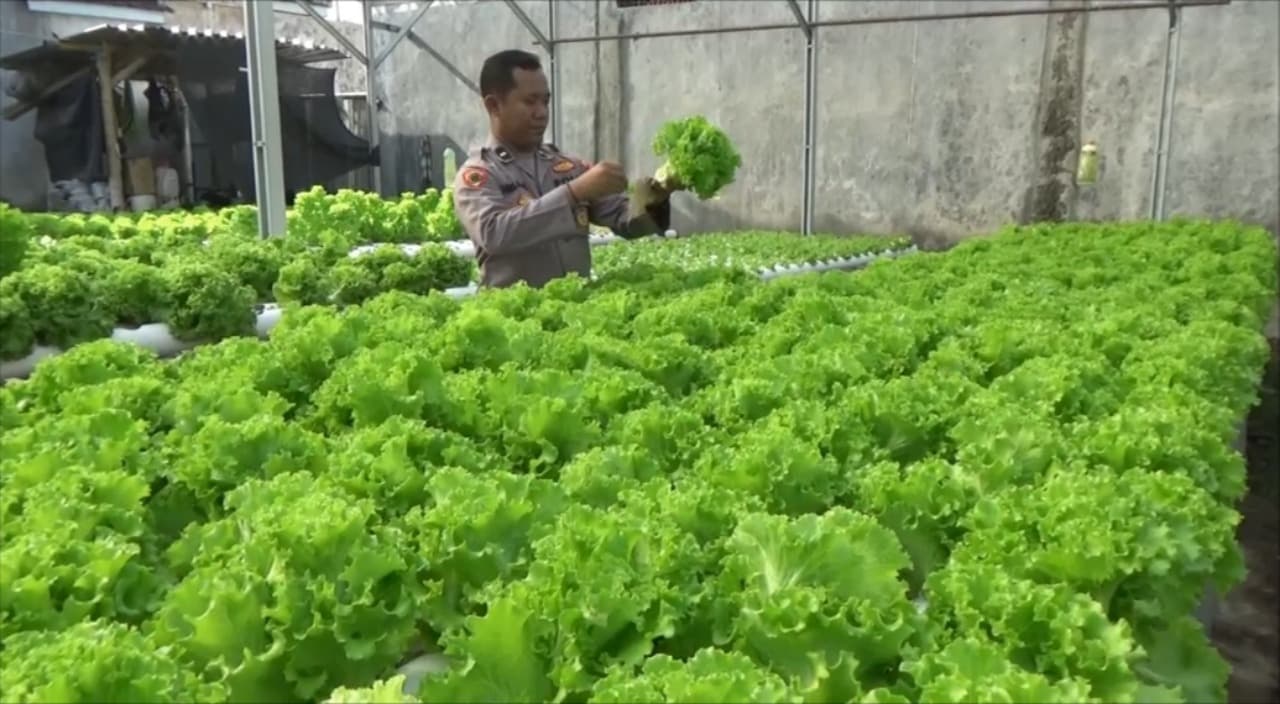 Inovatif! Polisi di Lumajang Raih Puluhan Juta dari Kebun Hidroponik