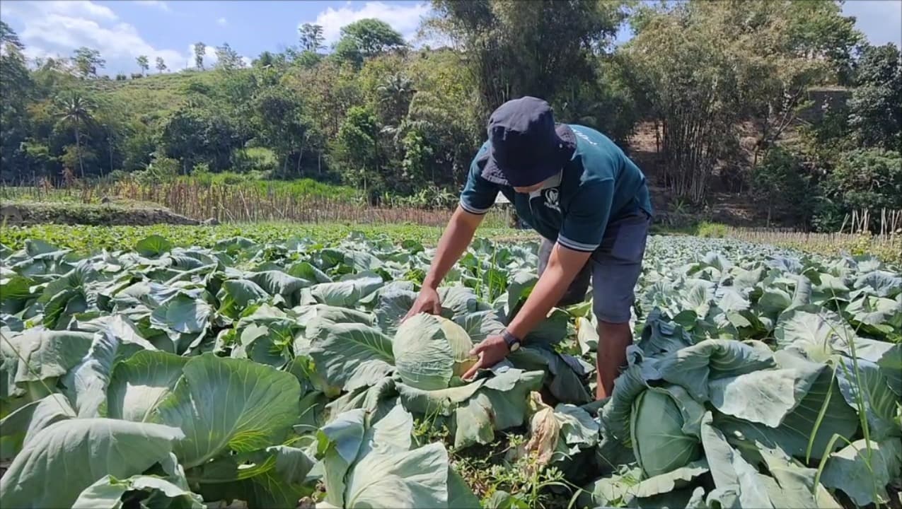 Harga Sayur Fluktuatif, Petani Magetan Harapkan Kepastian Harga dari Pemerintah