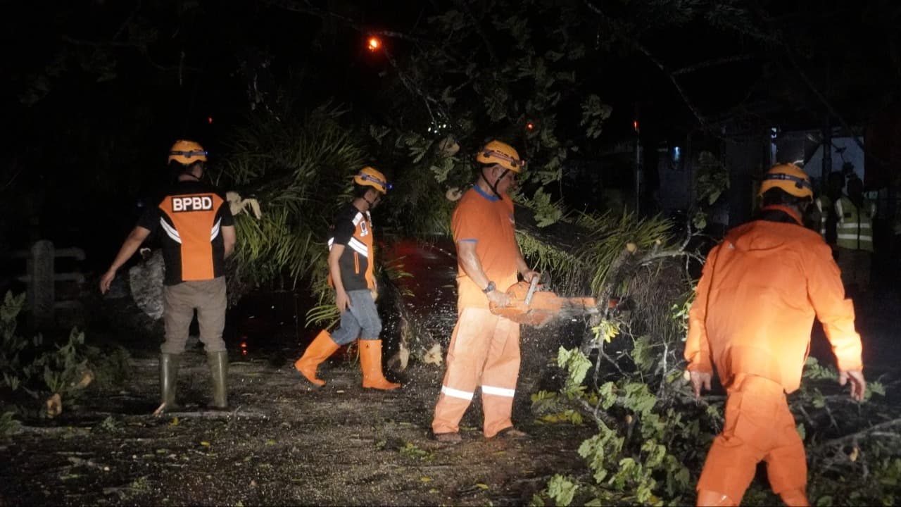 Pohon Tumbang Tutup Akses Jalan Pacitan-Ponorogo, Evakuasi Berlangsung Dua Jam