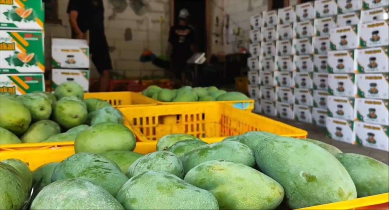 Panen Mangga Alpukat, Pengepul Rembang Kebanjiran Pesanan hingga Aceh dan Bali