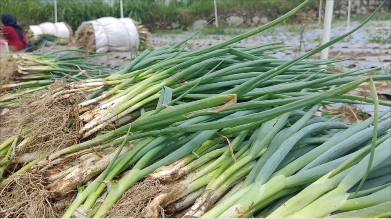 Harga Daun Bawang Anjlok, Petani di Magetan Tertekan Biaya Produksi Tinggi