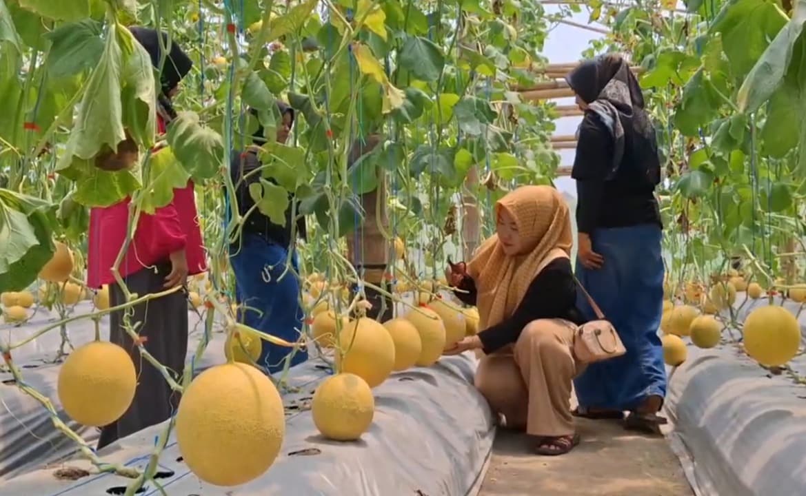 Kreatif! Petani Melon di Tulungagung Ubah Kebun Jadi Wisata Petik Melon