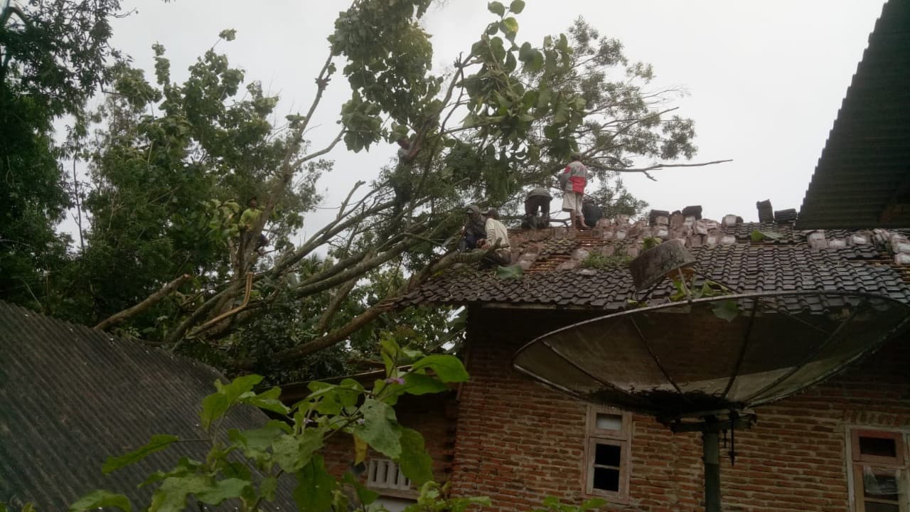 Waspada Pohon Tumbang di Tengah Cuaca Ekstrem