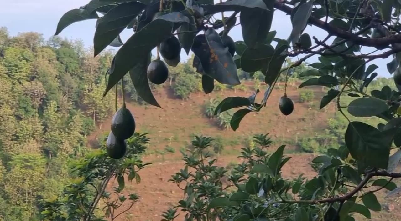 Wisata Petik Alpukat di Lereng Gunung Wilis, Sensasi Langsung Petik Buah dari Pohonnya