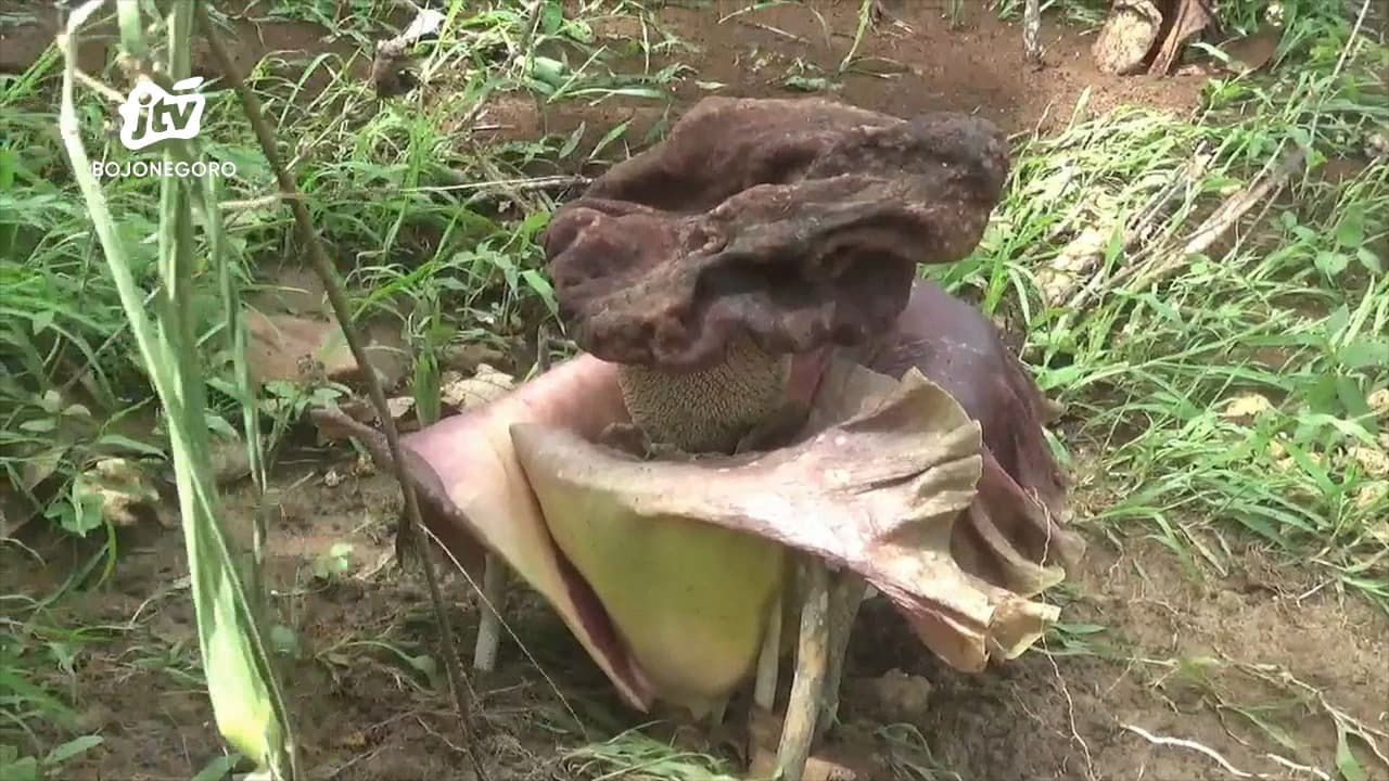 Bunga Rafflesia Bermekaran di Kawasan Perbukitan Tuban