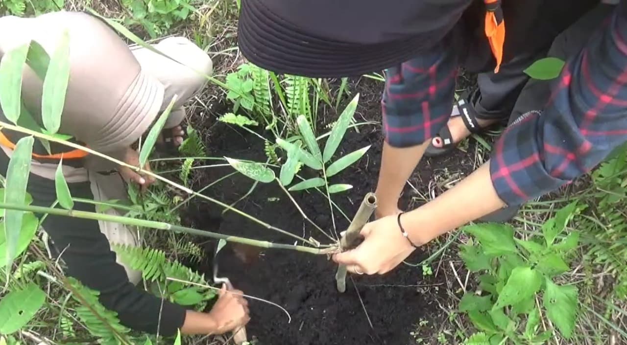 Gen Z Lumajang Tanam Ratusan Pohon Bambu Sebagai Wujud Kepedulian Lingkungan