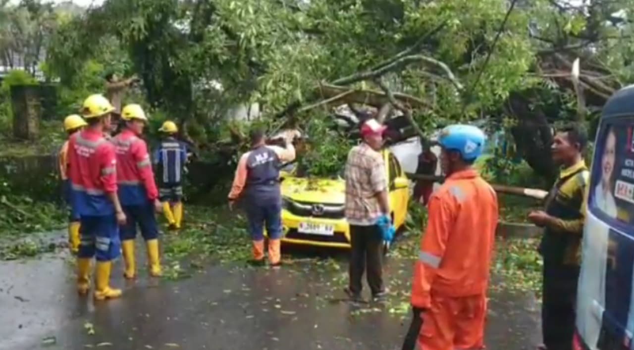 Pohon Tumbang Timpa Dua Mobil di Jalan Terusan Dieng Kota Malang