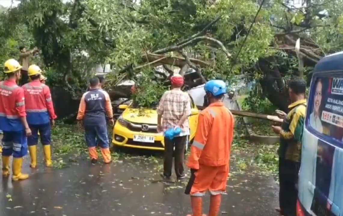 Pohon Tumbang Timpa 2 Mobil