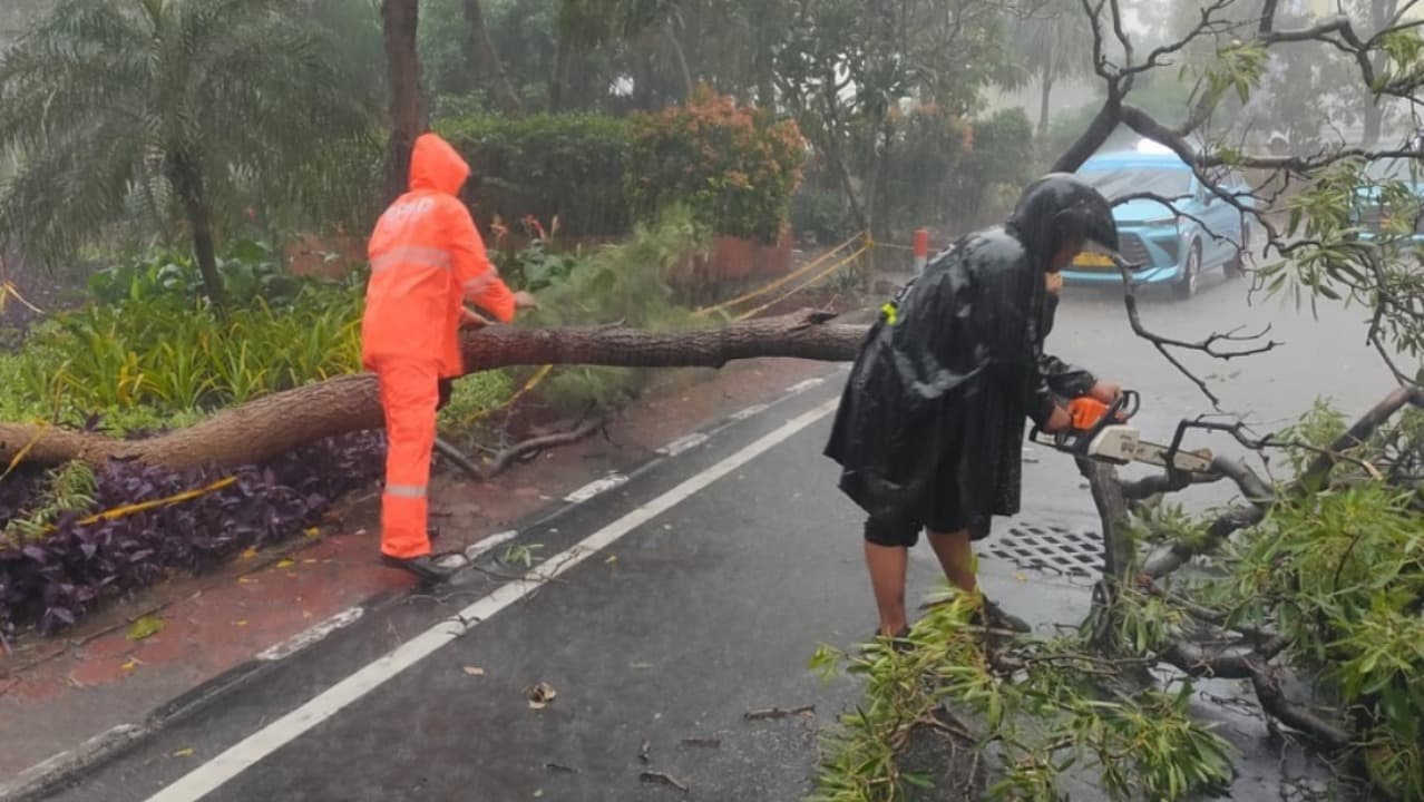 Diguyur Hujan Deras, 7 Pohon Tumbang di Surabaya