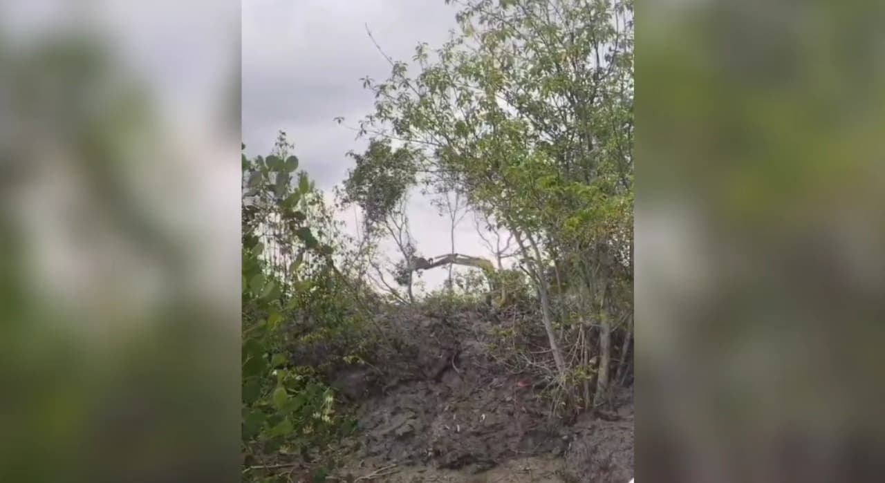 Pengrusakan Mangrove di Sungai Saroka: Ancaman Serius bagi Ekosistem Sumenep