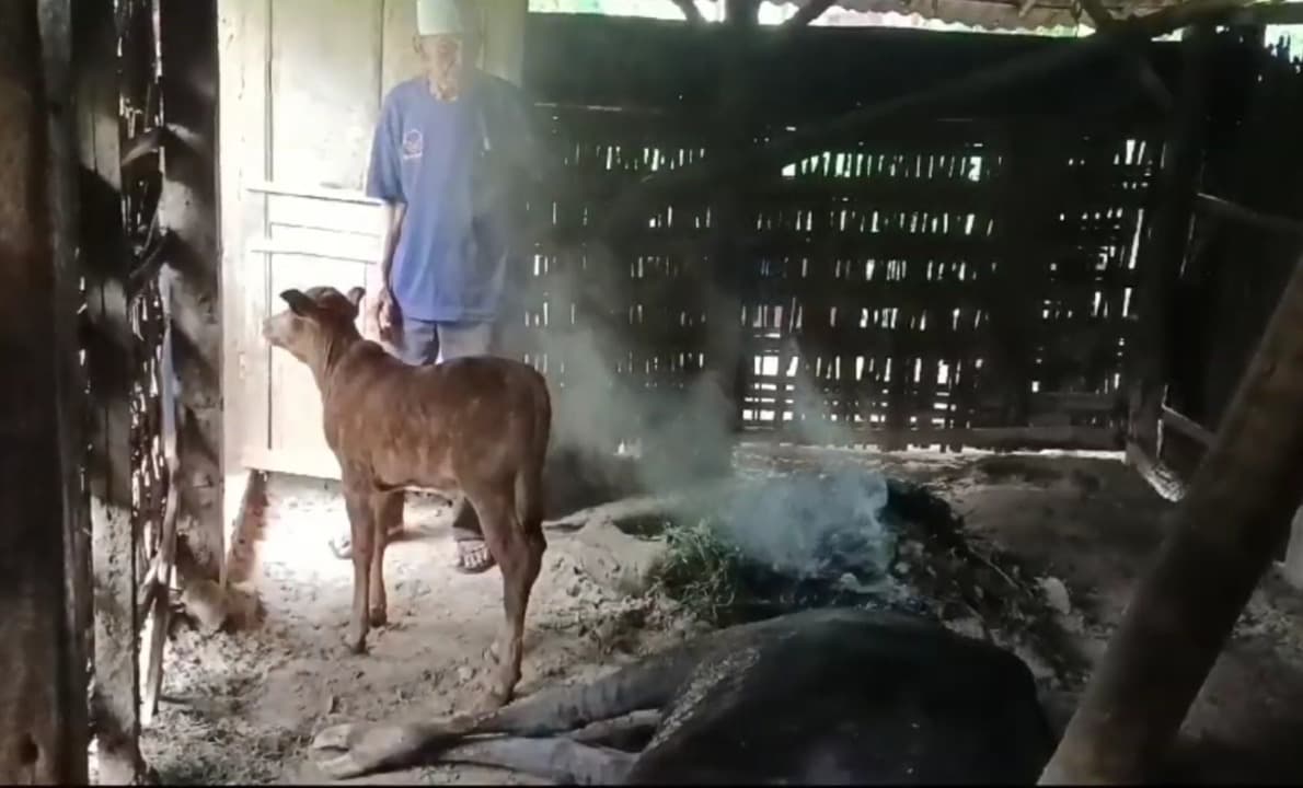 Keluar Lendir dari Mulut dan Hidung, Sapi Warga di Bangkalan Mati Mendadak