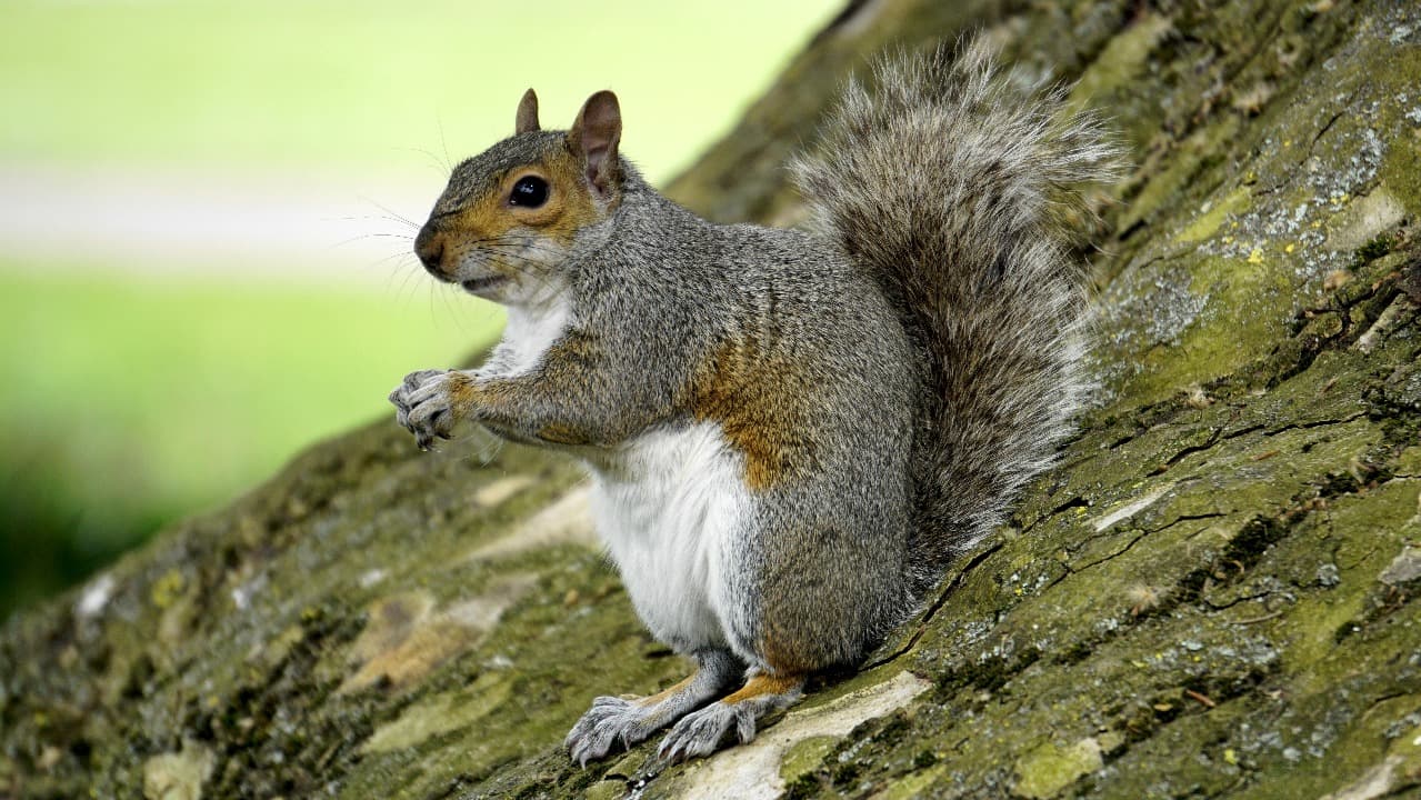 Kecerdasan Tupai di Dunia Nyata: Apakah Mereka Sepintar Sandy Cheeks?