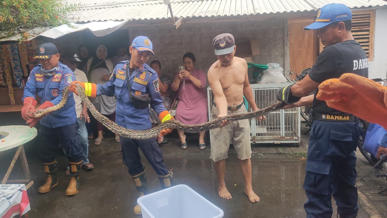 Ular Phyton Ukuran 4 Meter Masuk Ke Rumah Warga Banyuwangi