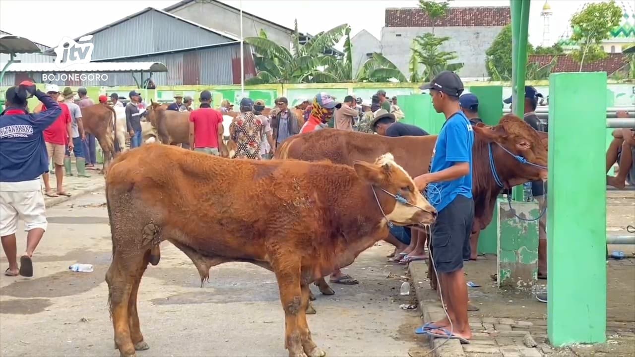 Permintaan Sapi Potong di Pasar Hewan Bojonegoro Meningkat Drastis