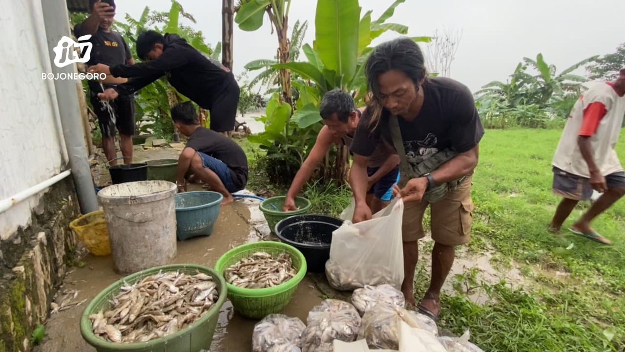 Ribuan Ikan Mabuk, Berkah Warga Bantaran Bengawan Solo