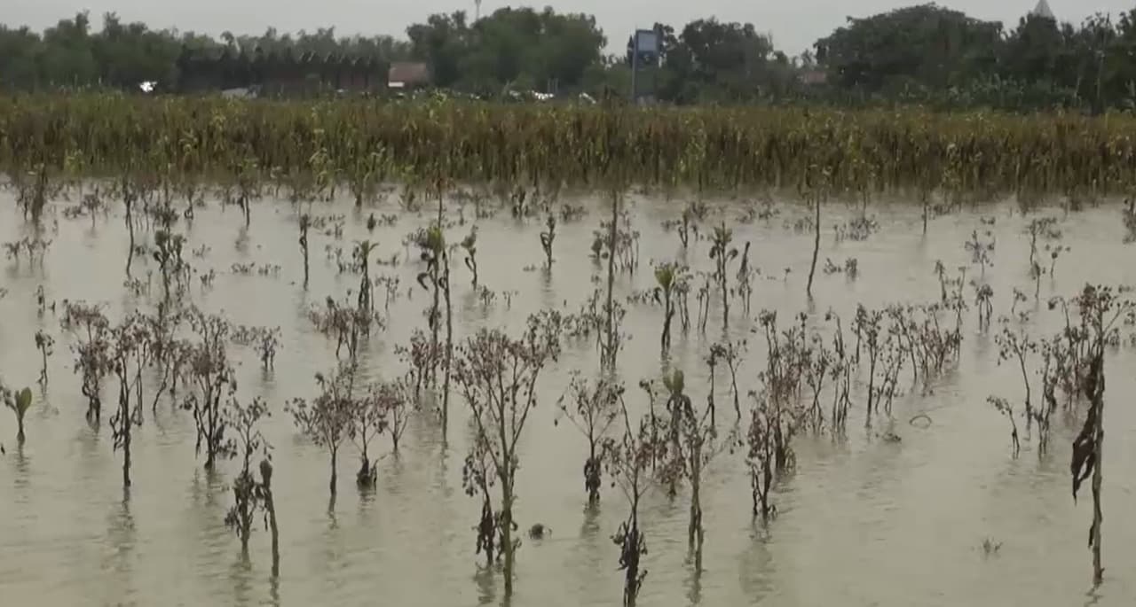 Terendam Banjir, Puluhan Hektar Tanaman Tembakau Gagal Panen