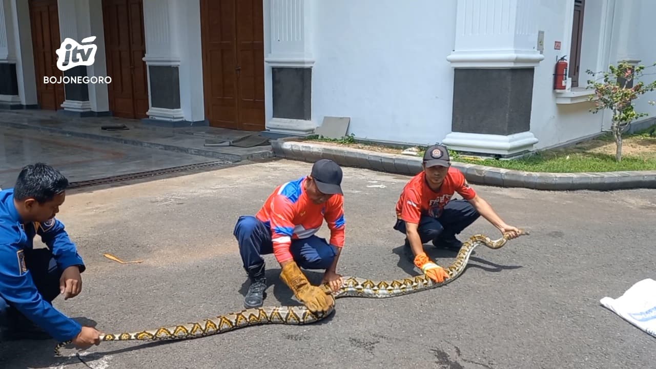 Ular Piton 6 Meter Sembunyi di Pekarangan Rumah Warga Tuban