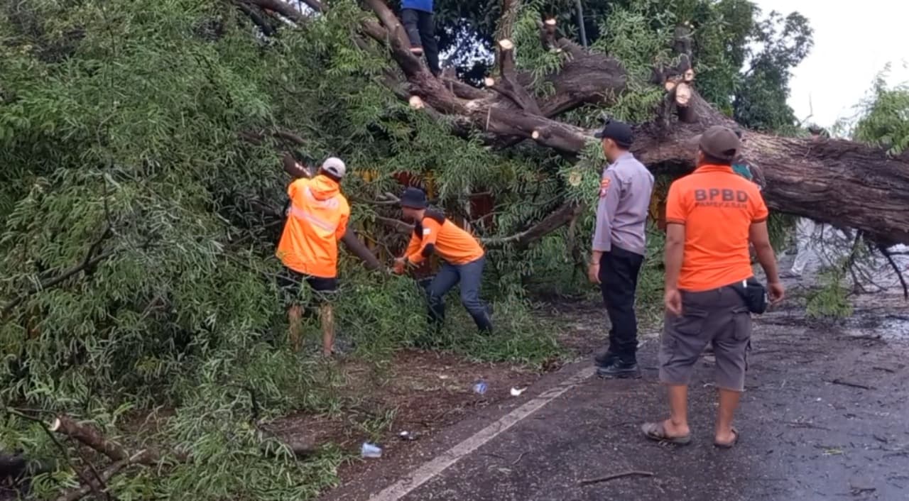 Pohon Asam Tumbang, Timpa Pagar Rumah Dinas di Pamekasan