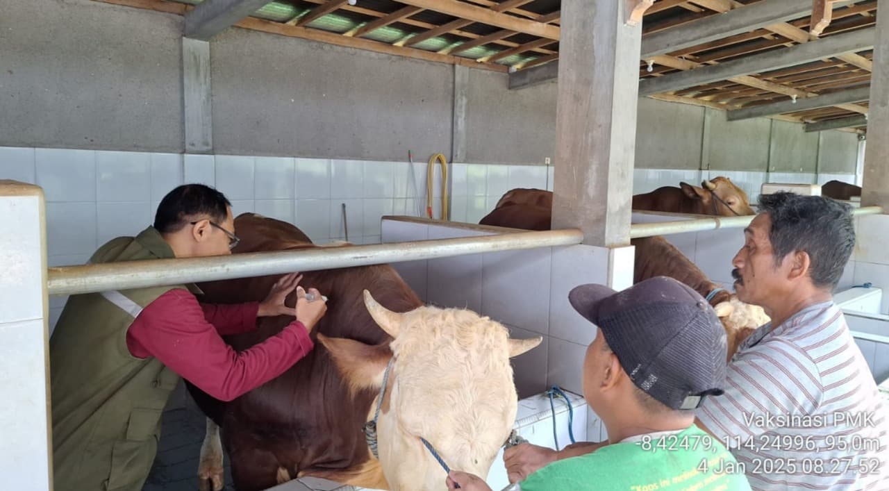 Puluhan Sapi Terjangkit PMK, Dispertan Banyuwangi Turun Tangan