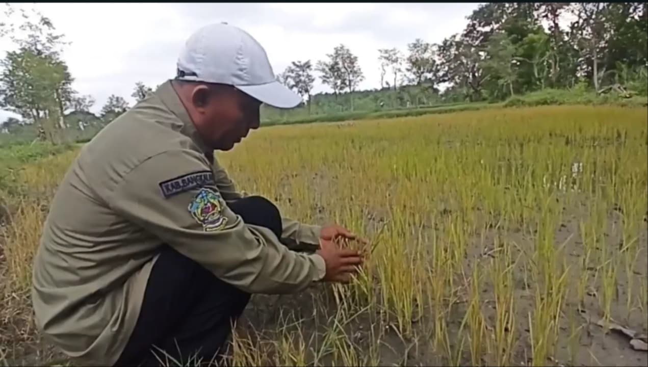 Tanaman Padi di Bangkalan Alami Busuk Batang