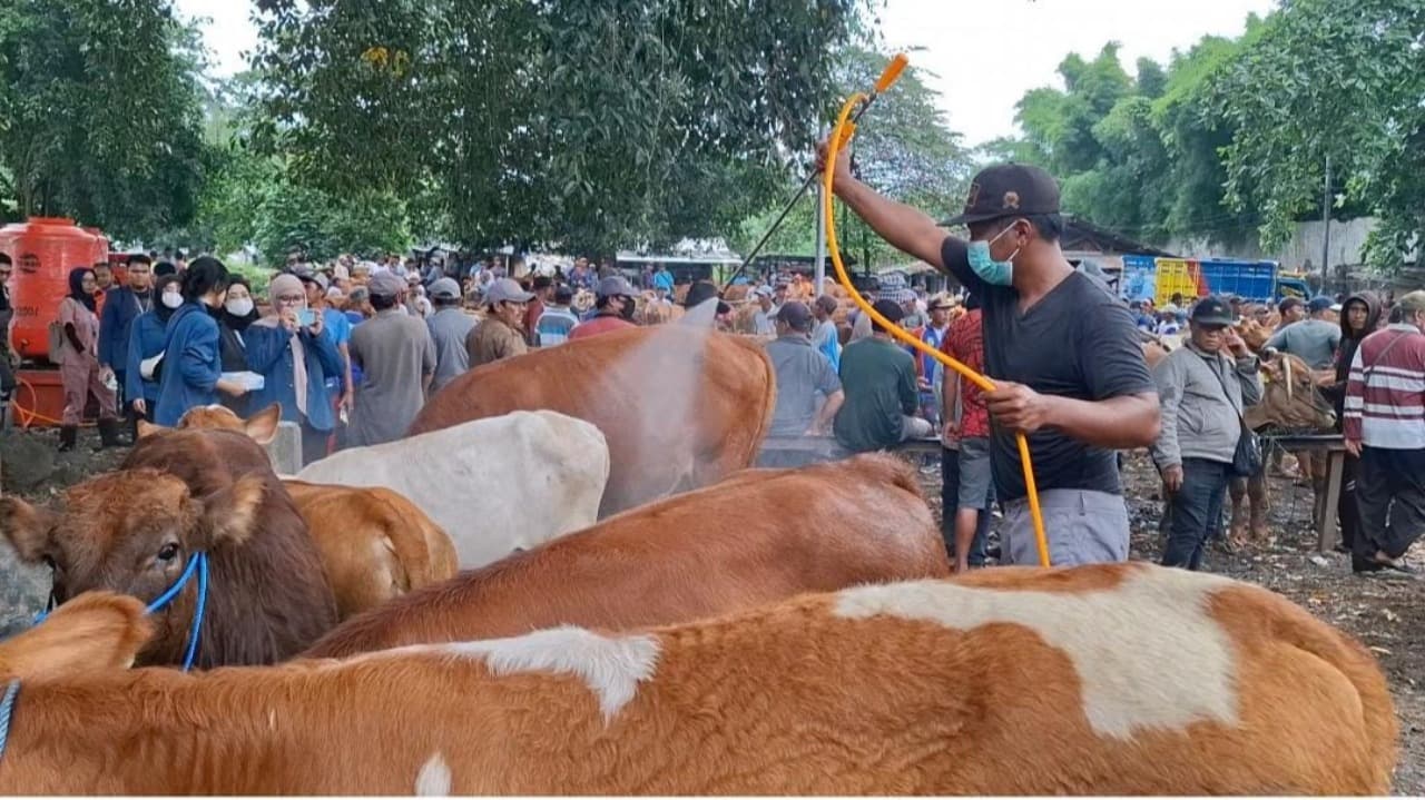 Ratusan Sapi Di Area Pasar Hewan Di Semprot Disinfektan