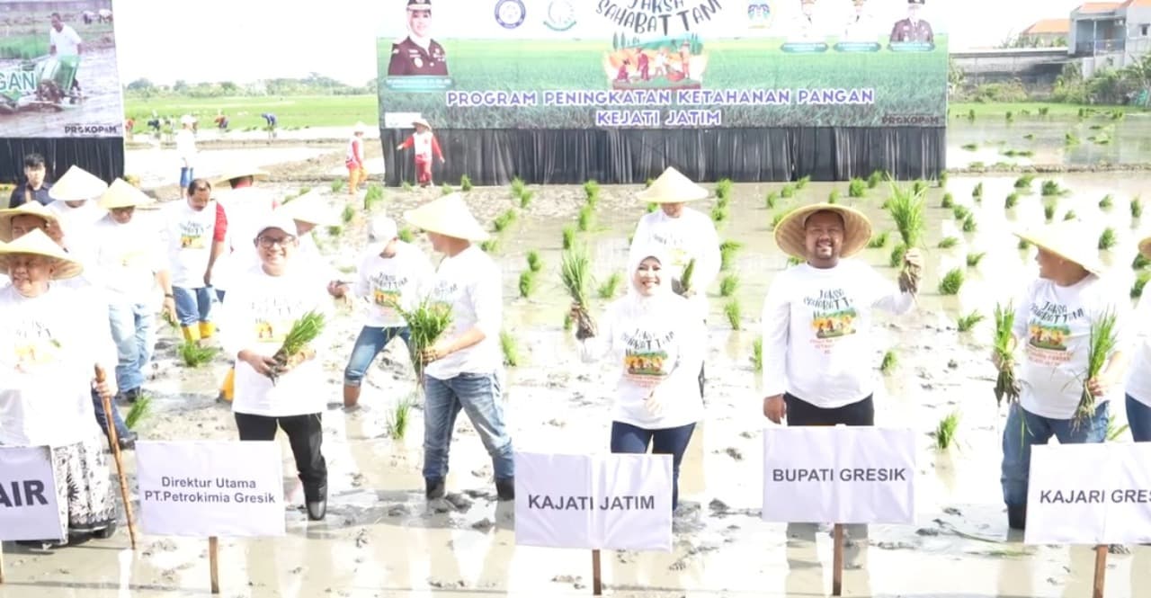 Dukung Ketahanan Pangan Lewat Program Jaksa Sahabat Tani, Kajati Jatim Tanam Padi di Gresik