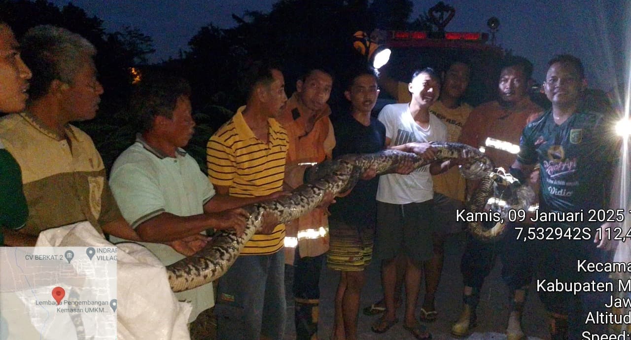 Sembunyi di Rumah Warga, Ular Sanca 5 Meter Ditangkap Petugas BPBD Mojokerto