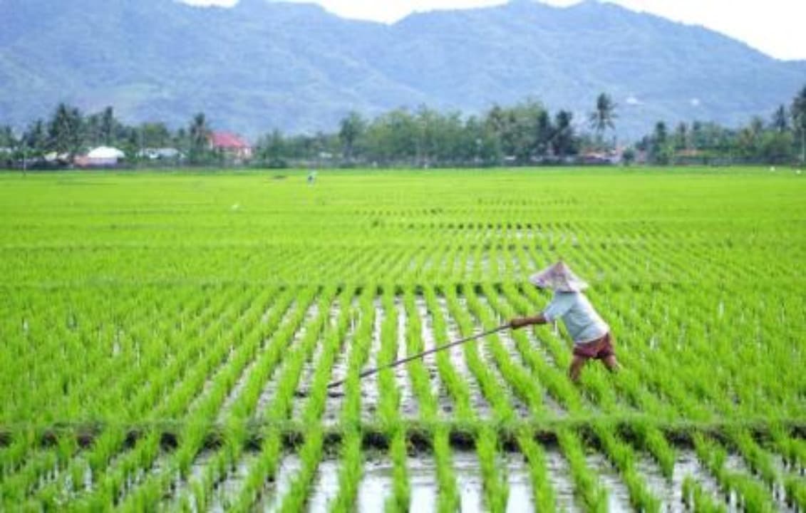 Banyuwangi Dapat 43.825 Ton Pupuk Bersubsidi Alokasi 2025