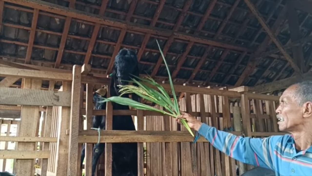 Mantan Napi Tak Jadi Halangan Menjadi Peternak Kambing Sukses Di Blitar