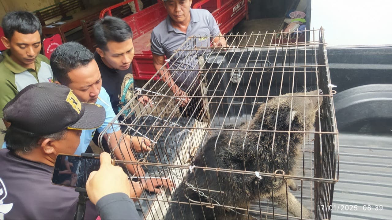 Dikira Babi Ngepet Binturong yang Ditangkap Warga Banyuwangi Diserahkan ke BKSDA