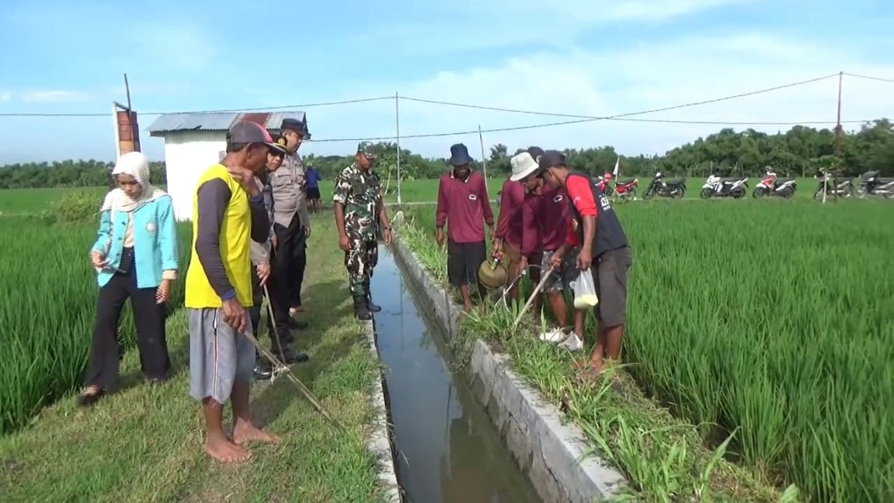 Basmi Tikus, Petani di Ngawi Gropyokan Daripada Jebakan Listrik