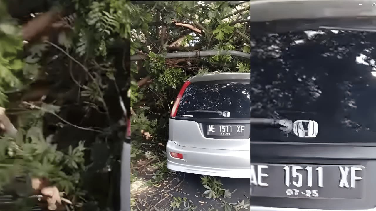 Angin Kencang, Pohon Randu Tumbang Timpa Mobil di Kota Batu