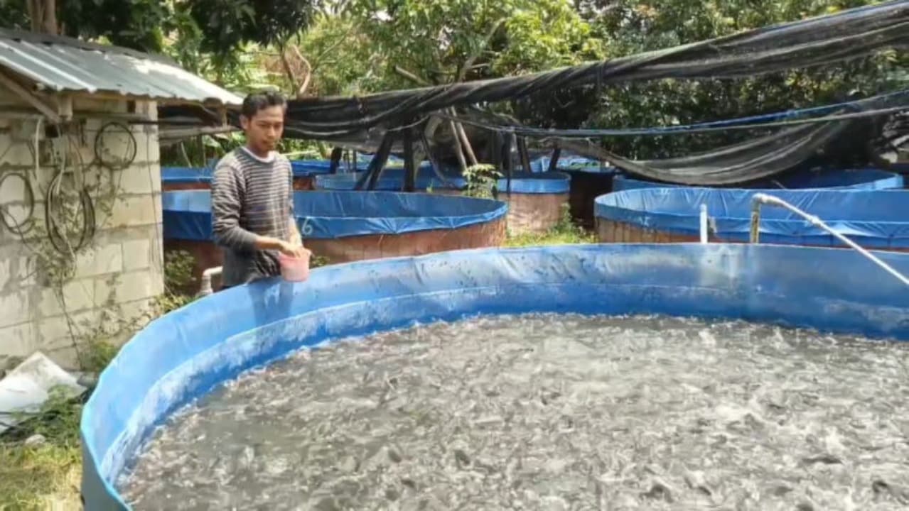 Harga Ikan Lele Meroket di Kabupaten Kediri, Ini Sebabnya