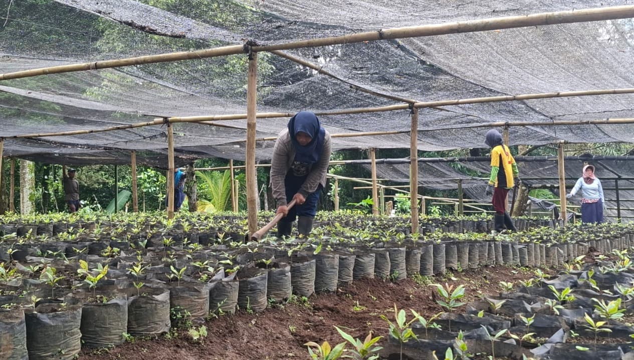 Produktivitas Cengkeh Turun, Perkebunan Lakukan Tanam Ulang