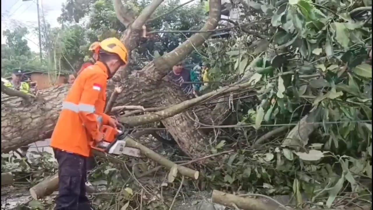 5 Orang Terluka Usai Tertimpa Pohon Tumbang di Bondowoso