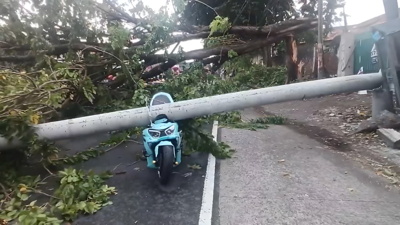 4 Tiang Listrik dan Pohon di Pasuruan Tumbang Timpa 2 Kendaraan