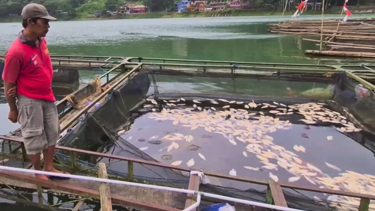 Belerang Naik, Ribuan Ikan Nila di Telaga Ngebel Ponorogo Mati