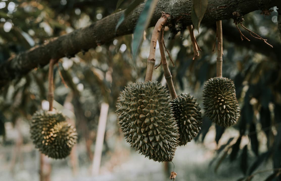 Jenis-jenis Durian yang Populer di Indonesia, Ada yang Diberi Nama Tokoh Wayang!