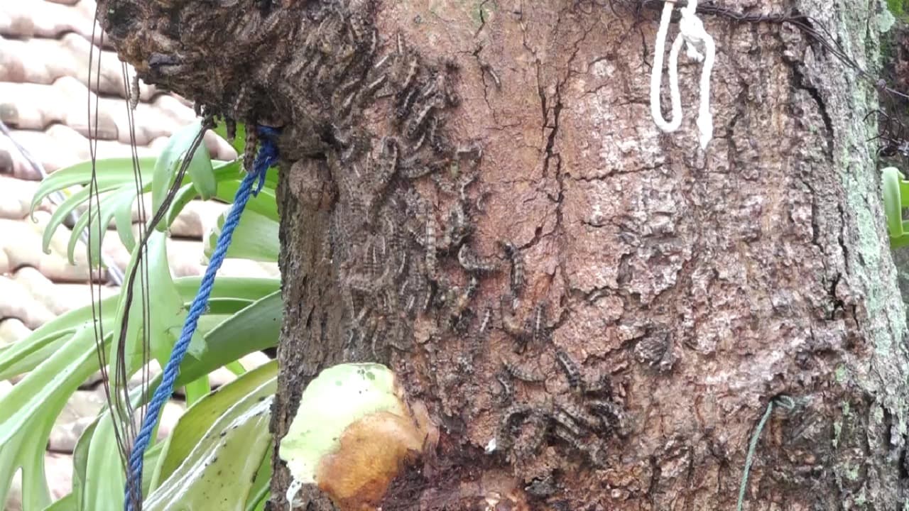 Serangan Ulat Bulu Bikin Gatal Guru dan Siswa SDN 2 Klegen Madiun