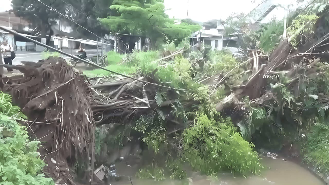 Tak Ada Hujan dan Angin, Pohon Tumbang Timpa Tiang PLN di Pakisaji