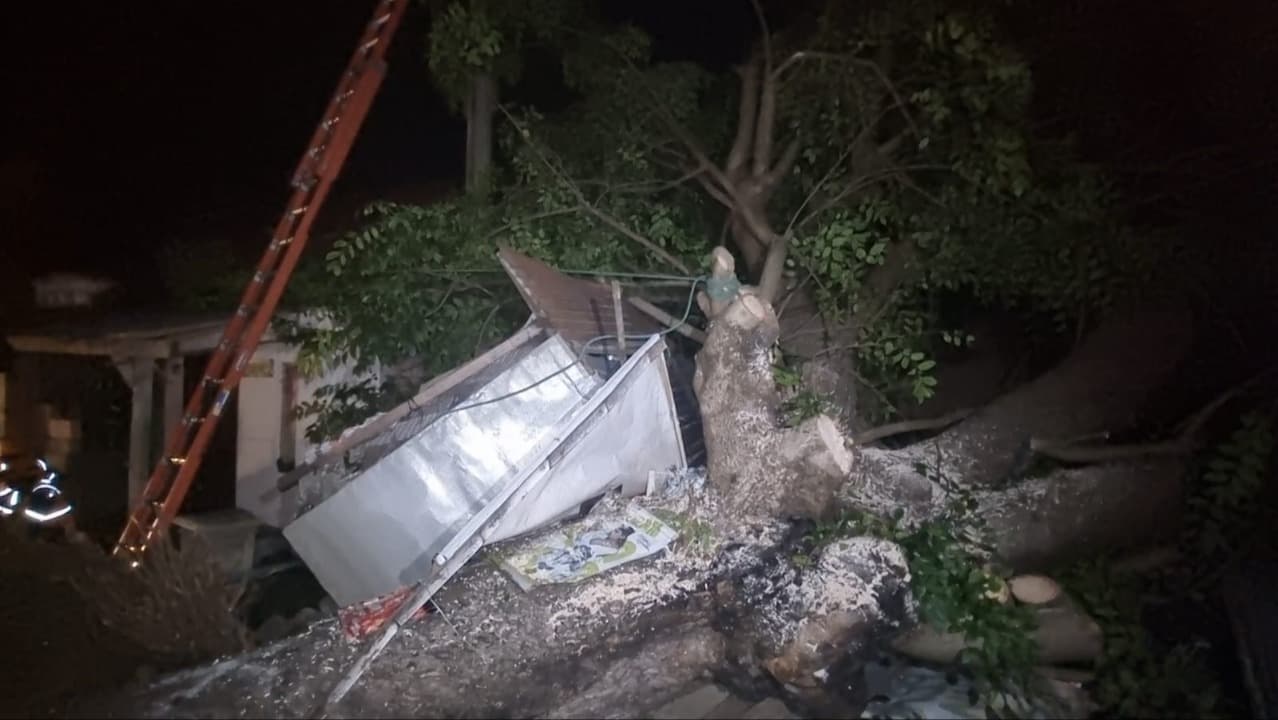 Tak Ada Hujan dan Angin, Pohon Tumbang Timpa Rumah Penjahit di Nganjuk