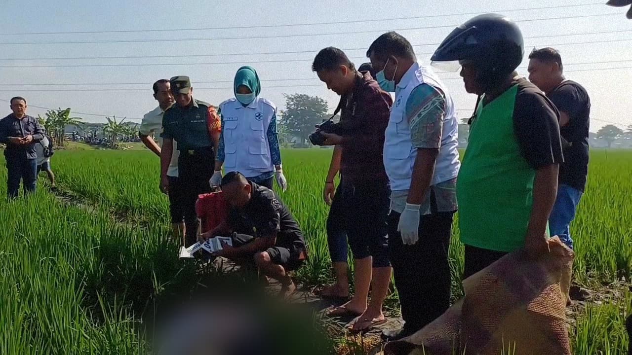 Petani di Ngawi Meregang Nyawa Tersengat Listrik Jebakan Tikus yang Dipasang Sendiri