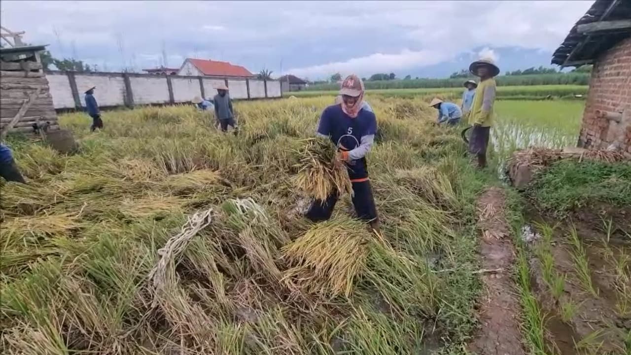 Kecewa Bulog, Petani Jual Gabah ke Tengkulak dengan Harga Rendah