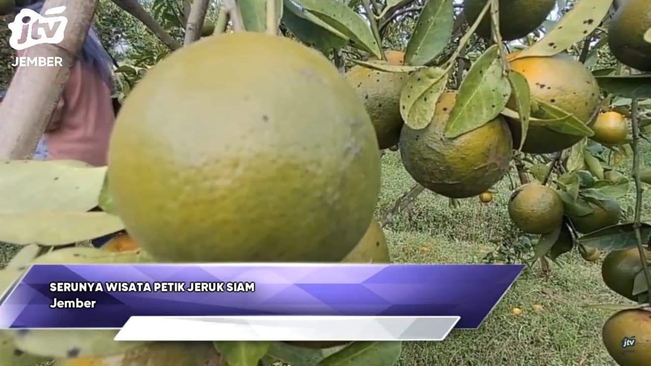 Serunya Wisata Petik Jeruk Siam