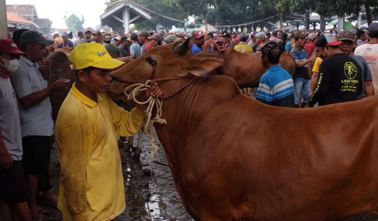 Jelang Idul Adha, Harga Sapi di Probolinggo Naik Hingga 40 Persen