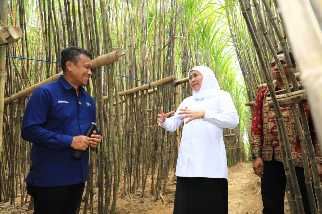 Percepat Swasembada Gula Nasional, Gubernur Khofifah Luncurkan KUR Khusus Petani Tebu Jatim