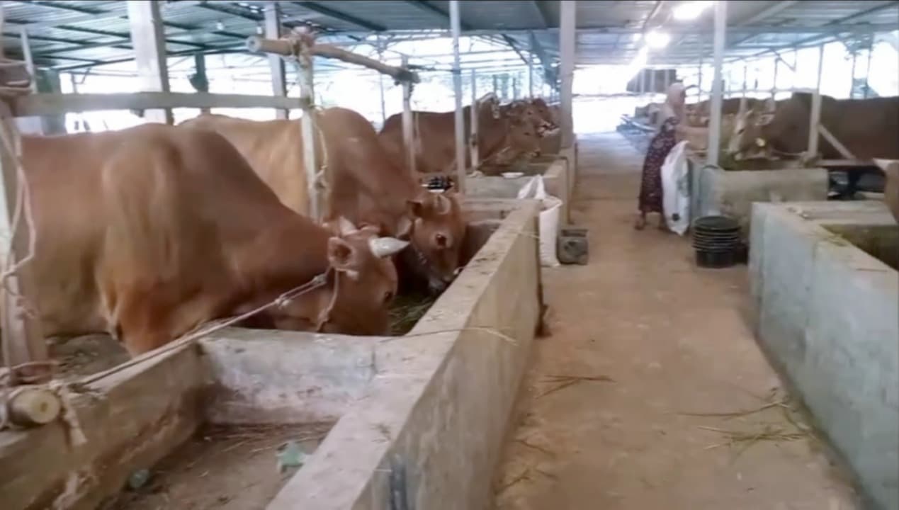 Jelang Hari Raya Idul Adha, Harga Sapi Kurban di Pamekasan Merangkak Naik
