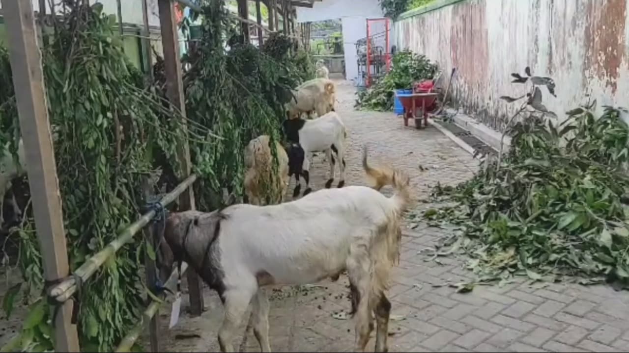 DKPP Kota Kediri Mulai Lakukan Pendataan Penjual Hewan Kurban Dadakan